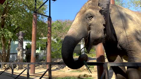 elephant interacting with surroundings in chonburi, thailand