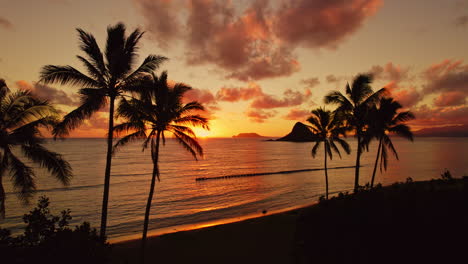 slow approach shot from drone of hawaiian palm trees at sunrise