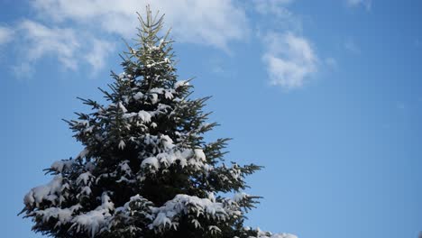 Time-Lapse-Of-Pine-Tree-Against-Beautiful-Sky-With-Little-White-Clouds-At-Early-Spring