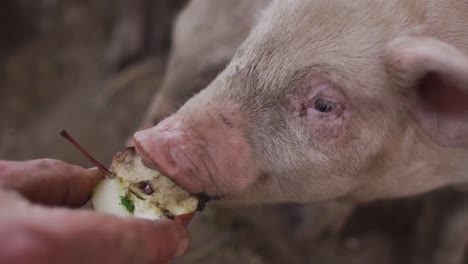 close up of caucasian man working on farm, feeding pigs