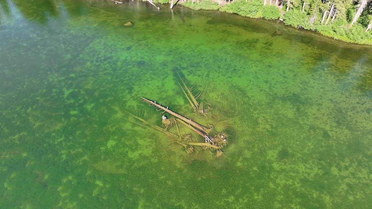 Drone descends and orbits over a submerged fallen tree in clear green water of Lake Mary in the Mammoth Lakes Basin. Pine lined shoreline alpine scenery travel outdoor recreation conservation stories