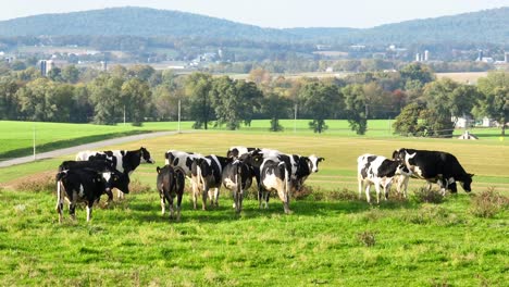 holstein cows grazing in a green meadow with a backdrop of rolling hills and trees in american countryside