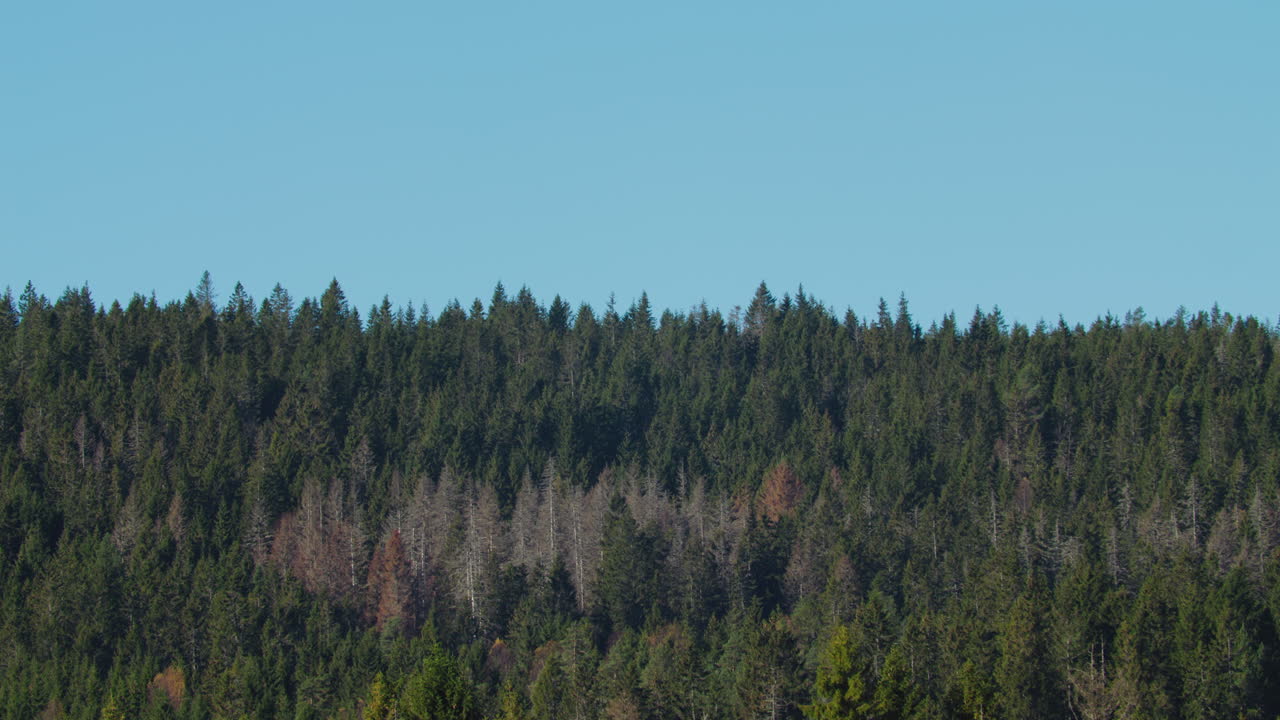 Foto panorámica de un bosque con un cielo azul despejado en un cálido día de verano en Noruega