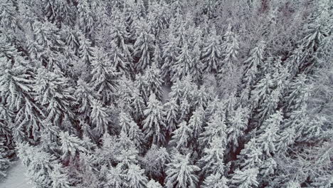 aerial backward moving shot over dense evergreen spruce forest covered by the white snow in the winter morning