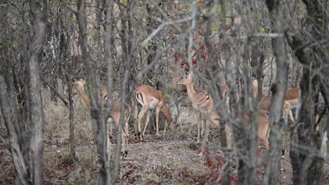 herd-of-wild-gazelle-in-a-forested-region-of-Zimbabwe,-Africa