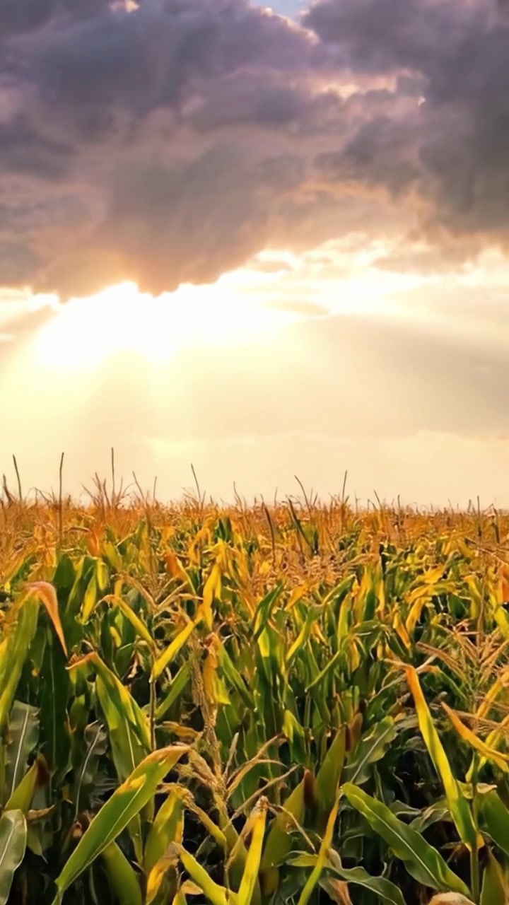 A Serene Cornfield Under a Dramatic Sky: Capturing the Beautiful Contrast of Green Corn Plants and Golden Sunset Rays Filtering Through the Clouds