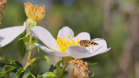 moscas hoverflies, moscas de flores o moscas syrphid, insectos de la familia syrphidae. se disfrazan de insectos peligrosos avispas y abejas. los adultos de muchas especies se alimentan principalmente de néctar y polen de flores.