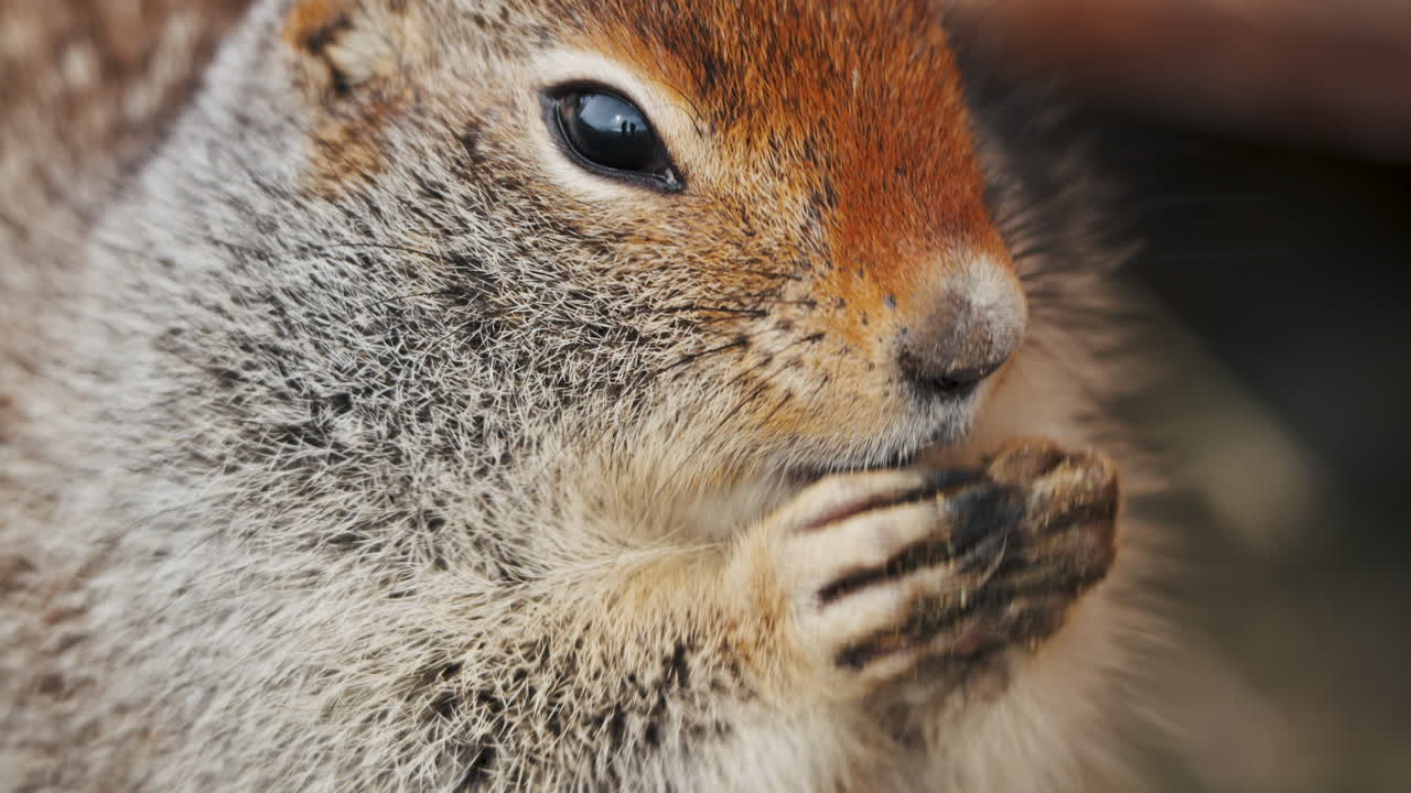 ardilla de tierra del ártico comiendo - toma de cerca