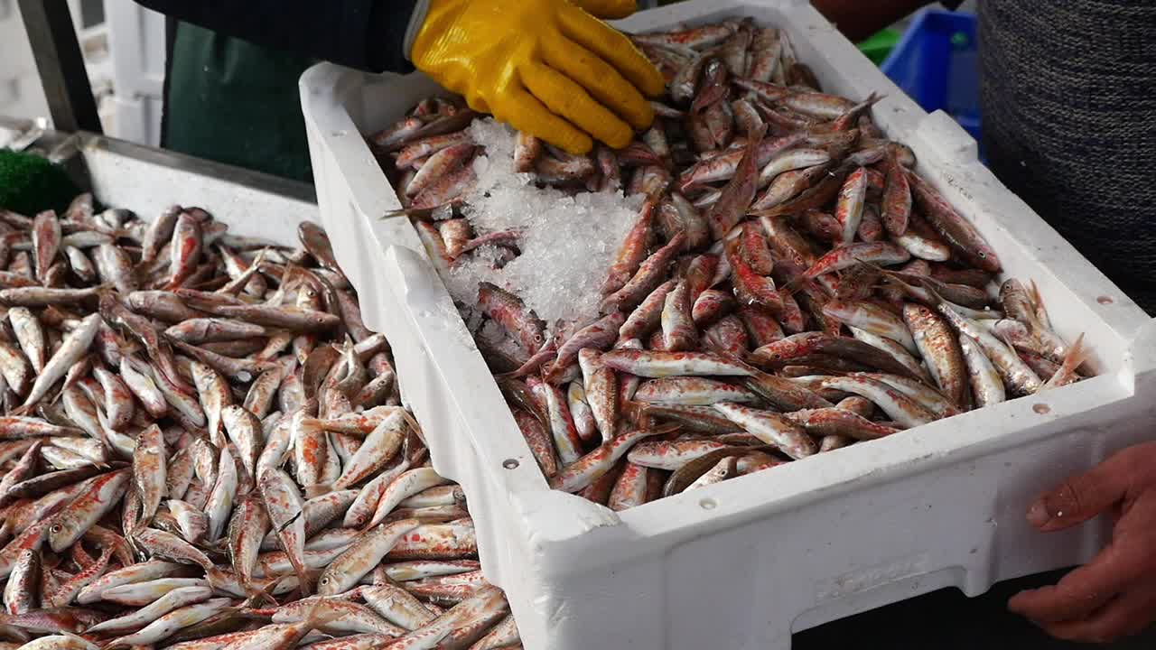 Salmonetes frescos siendo clasificados y puestos en hielo en un mercado.