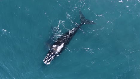 Hermosa-Ballena-Nadando-Pacíficamente-Y-Mostrando-La-Cola---Toma-Aérea-De-Pájaro