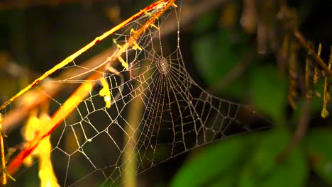 sparkling spider web swaying in wind at night