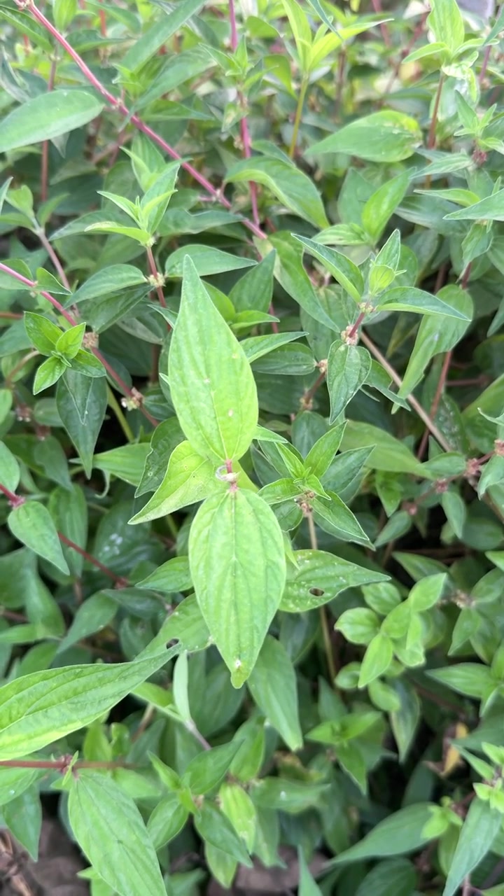 Primo piano di foglie e steli verdi in un giardino