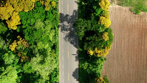 top view of beautiful road in between colorful trees and croplands