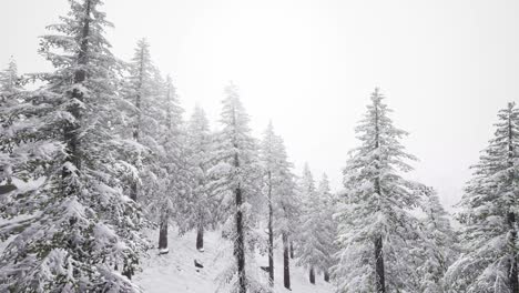 Flight-above-Winter-Forest