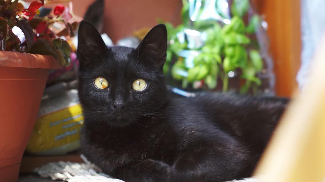 황금 눈을 가진 귀여운 호기심 많은 검은 고양이