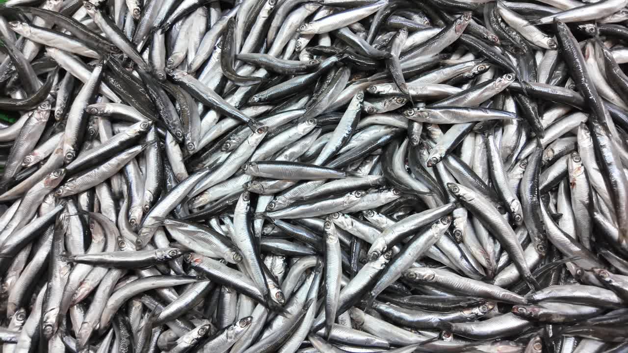 Pila di alici
