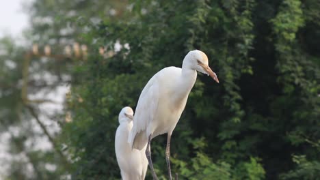 Weißer-Reiher-Auf-Dach-Mit-Grünem-Hintergrund