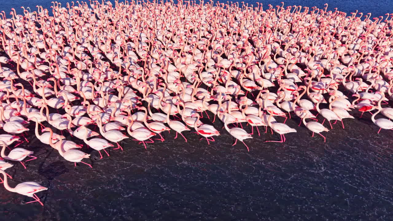 Flamingos gather in a vibrant display, showcasing nature's beauty during the serene afternoon at the wetlands