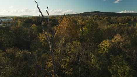 Ramas-De-Plantas-Secas-Aisladas-Sobre-El-Bosque-Otoñal-En-Combs-Park,-Arkansas,-EE.UU.