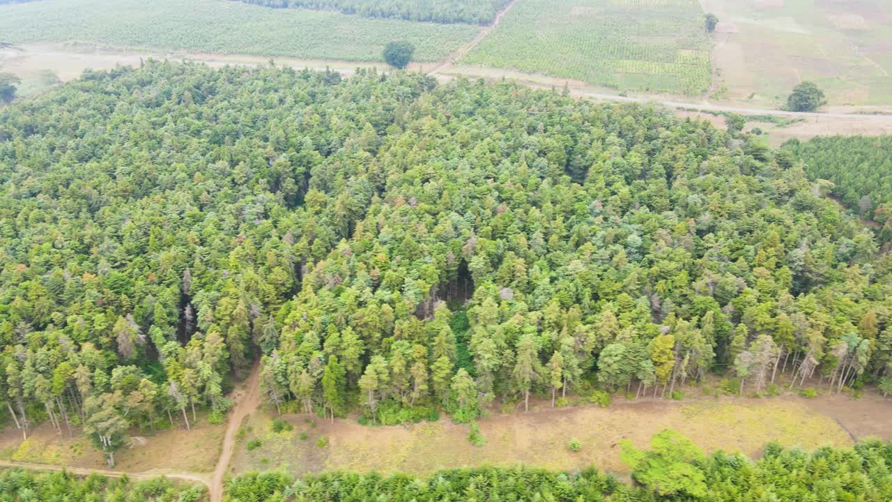 맑은 하늘을 배경으로 나무 꼭대기