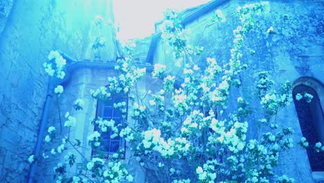 heavily-blooming-white-shower-on-an-old-beautiful-house-with-a-stone-wall-in-France-in-strong-sun