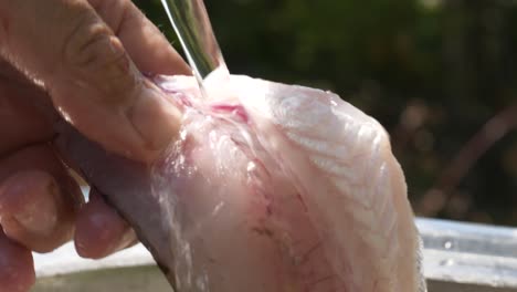 fish fillet cleaned in stream of water, outdoors summer kitchen