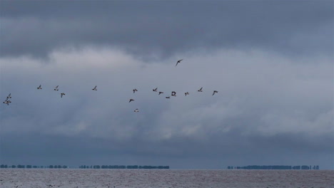 birds by water and land at snettisham nature reserve, norfolk uk, slow motion, 4k