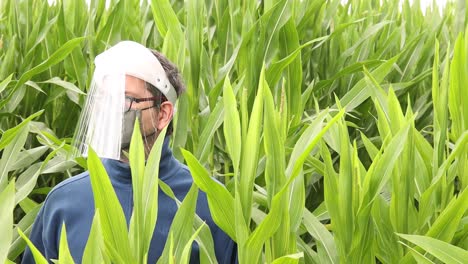 Male-caucasian-person-in-blue-sweater,-facemask-and-face-shield-in-a-cornfield-moving-in-the-wind-looking-around-with-bright-light-from-above-reflecting-in-the-plastic-protective-mask