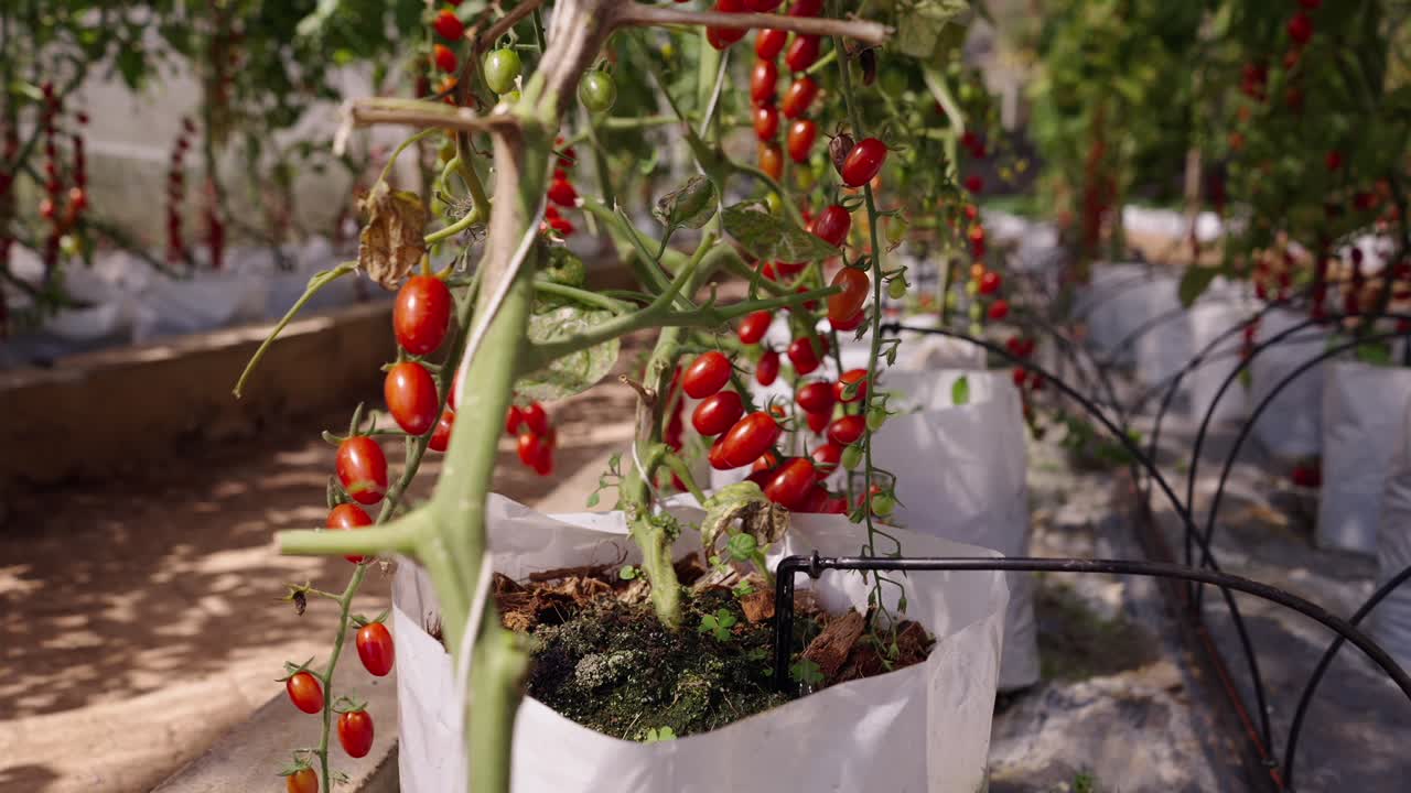 Close-up of Ripe Cherry Tomatoes Growing in a Greenhouse with Drip Irrigation