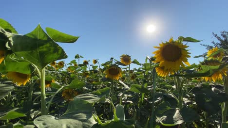 flowering sunflowers and a field