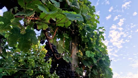 lush grapevines under a clear blue sky