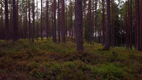 Wild-pine-forest-with-green-moss-and-heather-under-the-trees,-slow-aerial-shot-moving-low-between-trees,-sunny-autumn-day,-sunrays-and-shadows,-wide-angle-drone-dolly-shot-moving-left