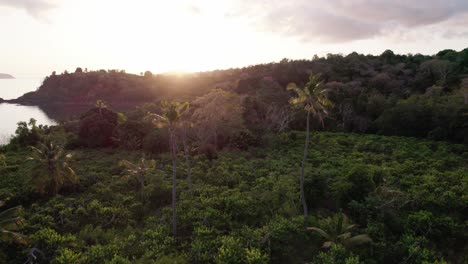 Coconut-trees-above-bushes-with-sunset-in-background-giving-backlight