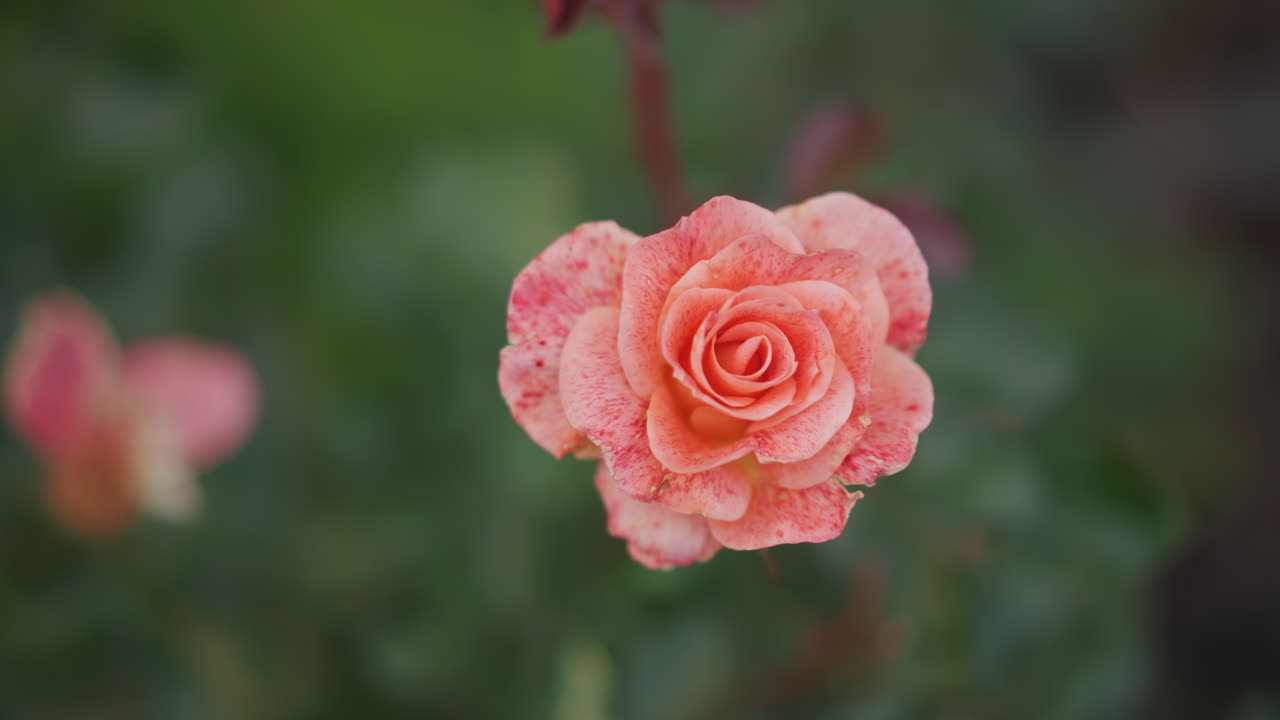 Petali vibranti con rugiada. Fiori vivacemente fioriti con goccioline di rugiada scintillanti su uno sfondo vivace. Scena floreale vivace che mostra fioriture radiose con rugiada scintillante e colori vibranti.