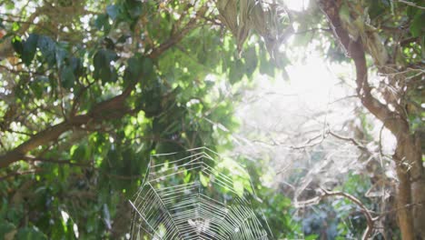 A-shot-of-an-Orb-weaver-spider-sitting-on-its-web,-camera-pans-up-to-reveal-the-surrounding-trees-and-dead-leaves