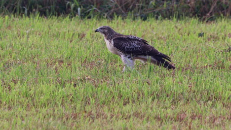 ein rotschwanzbussard, der im sommer auf einer wiese herumläuft