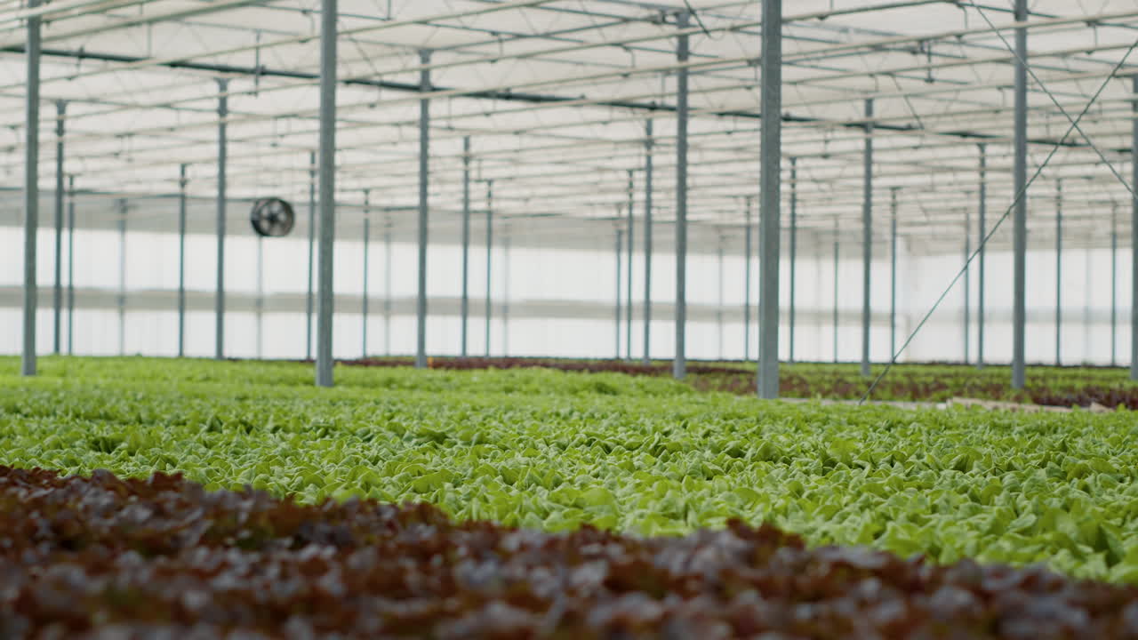 cultivo de lechuga en un invernadero