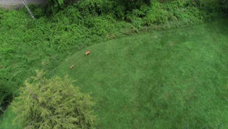 a mother and her two fawns emerge from behind a tree in a backyard in ithaca new york