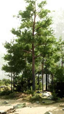 a beautiful forest with tall pine trees and sunlight streaming through the fog.