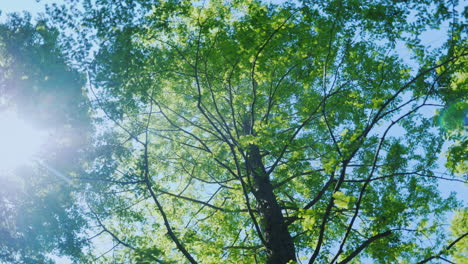 Spinning-Under-Green-Tree-Branches-02