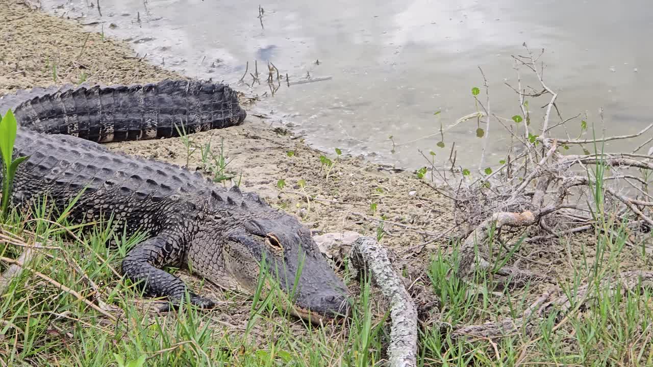 A full-body view of an alligator lying motionless on a muddy shoreline beside calm water. Surrounded by grass and scattered twigs, this scene captures the reptile in its natural wetland habitat.