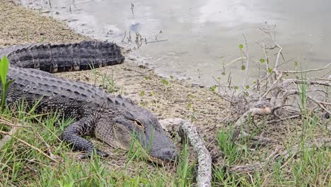 A full-body view of an alligator lying motionless on a muddy shoreline beside calm water. Surrounded by grass and scattered twigs, this scene captures the reptile in its natural wetland habitat.