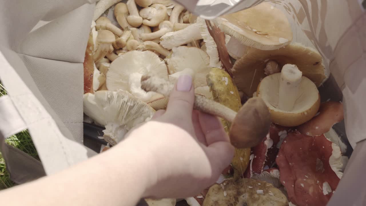 Harvested bolete mushrooms in a bag showed to the camera