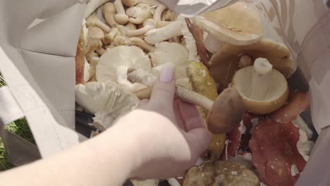 harvested bolete mushrooms in a bag showed to the camera