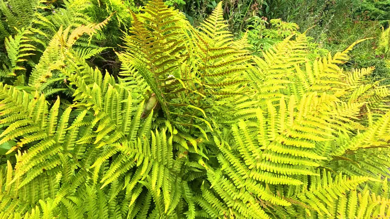 자연적 인 환경 에서 활기찬 초록색 페른