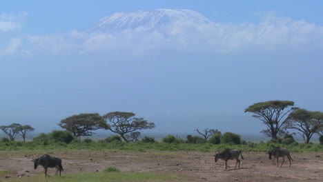 wildebeest walk in front of mt kilimanjaro in amboceli national park tanzania