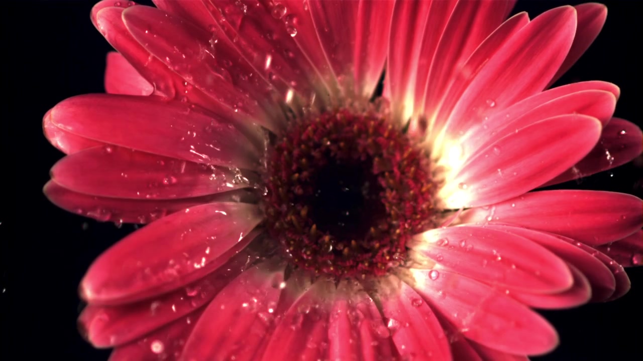 Primo Piano di una Gerbera Rosa con Gocce d'Acqua su Sfondo Nero