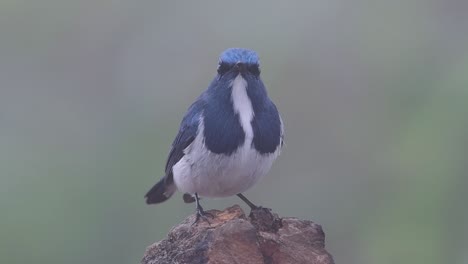 the ultramarine flycatcher, also known as the white-browed blue flycatcher, a winter migrant to thailand, is very friendy to people