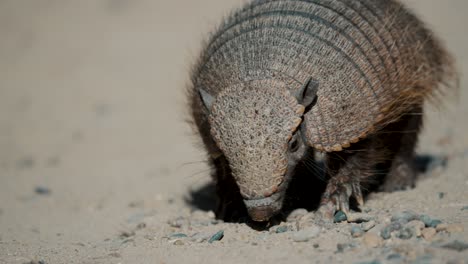 Armadillo-Enano-Peludo-En-El-Parque-Nacional-Península-Valdés,-Chubut,-Argentina