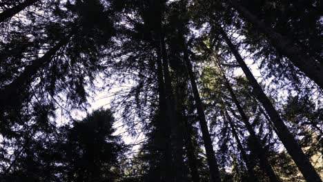 Looking-Up-From-Under-The-Tree-In-Autumn-Forest---low-angle-shot